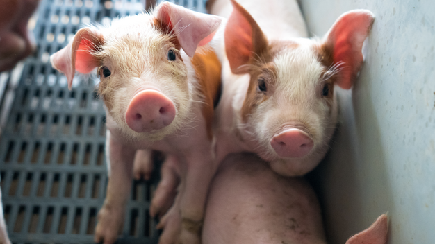 Ferkel aus Massentierhaltung schauen in die Kamera