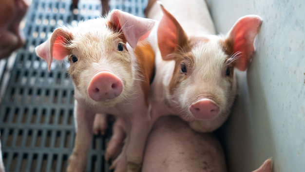 Ferkel aus Massentierhaltung schauen in die Kamera