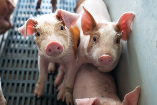 Ferkel aus Massentierhaltung schauen in die Kamera