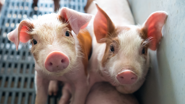 Ferkel aus Massentierhaltung schauen in die Kamera