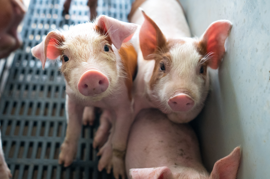 Ferkel aus Massentierhaltung schauen in die Kamera
