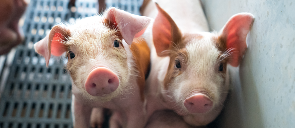 Ferkel aus Massentierhaltung schauen in die Kamera