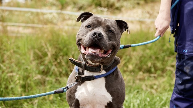 Reha Hund Aslan sitzt und schaut in die Kamera. Im Hintergrund wird er von einem Tierpfleger an der Leine gehalten.