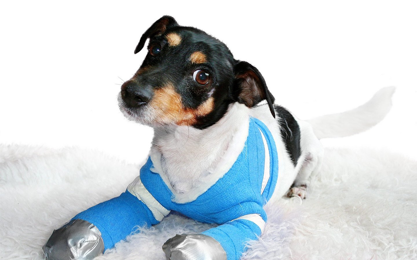 Hund Pelle aus dem TV-Spot des Deutschen Tierschutzbundes liegt mit verbundenen Pfoten auf weißem Teppich