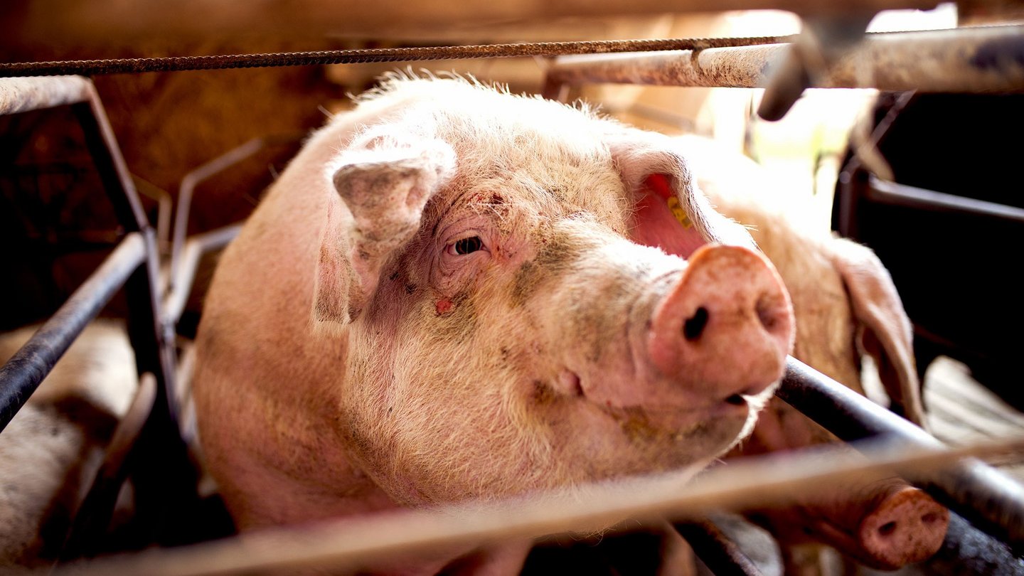 Schwein im Kastenstand schaut eindringlich in die Kamera