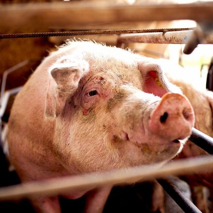 Schwein im Kastenstand schaut eindringlich in die Kamera
