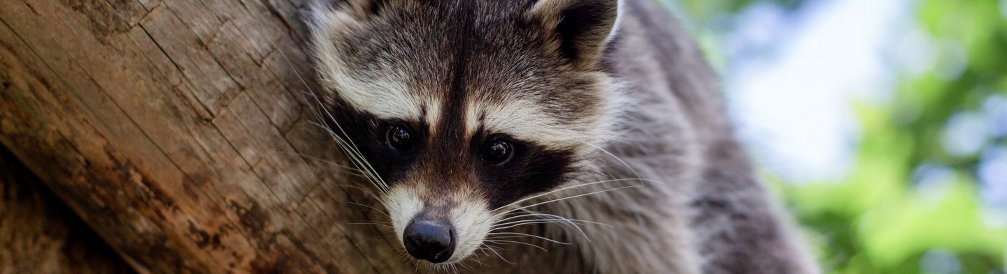 Waschbär liegt auf einem Ast im Baum