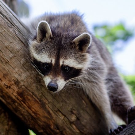 Waschbär liegt auf einem Ast im Baum
