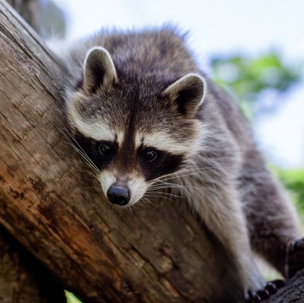 Waschbär liegt auf einem Ast im Baum
