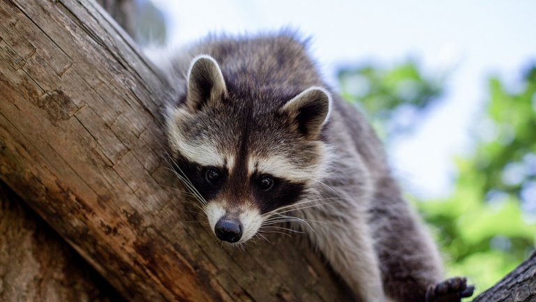 Waschbär liegt auf einem Ast im Baum