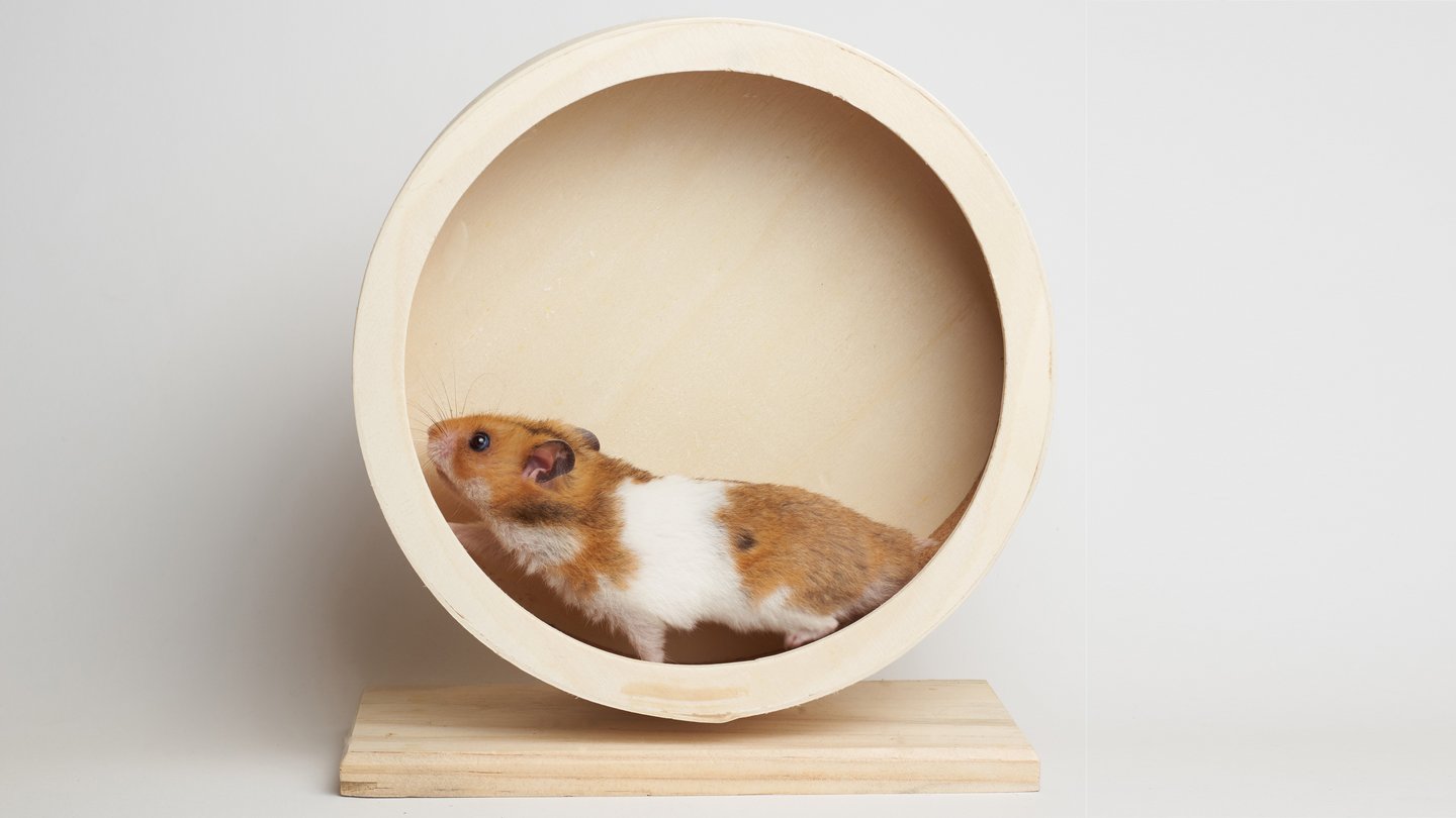 Hamster rennt in Laufrad aus Holz