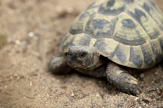 Portrait einer Schildkröte im Sand