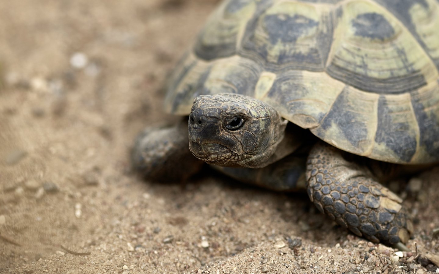Portrait einer Schildkröte im Sand