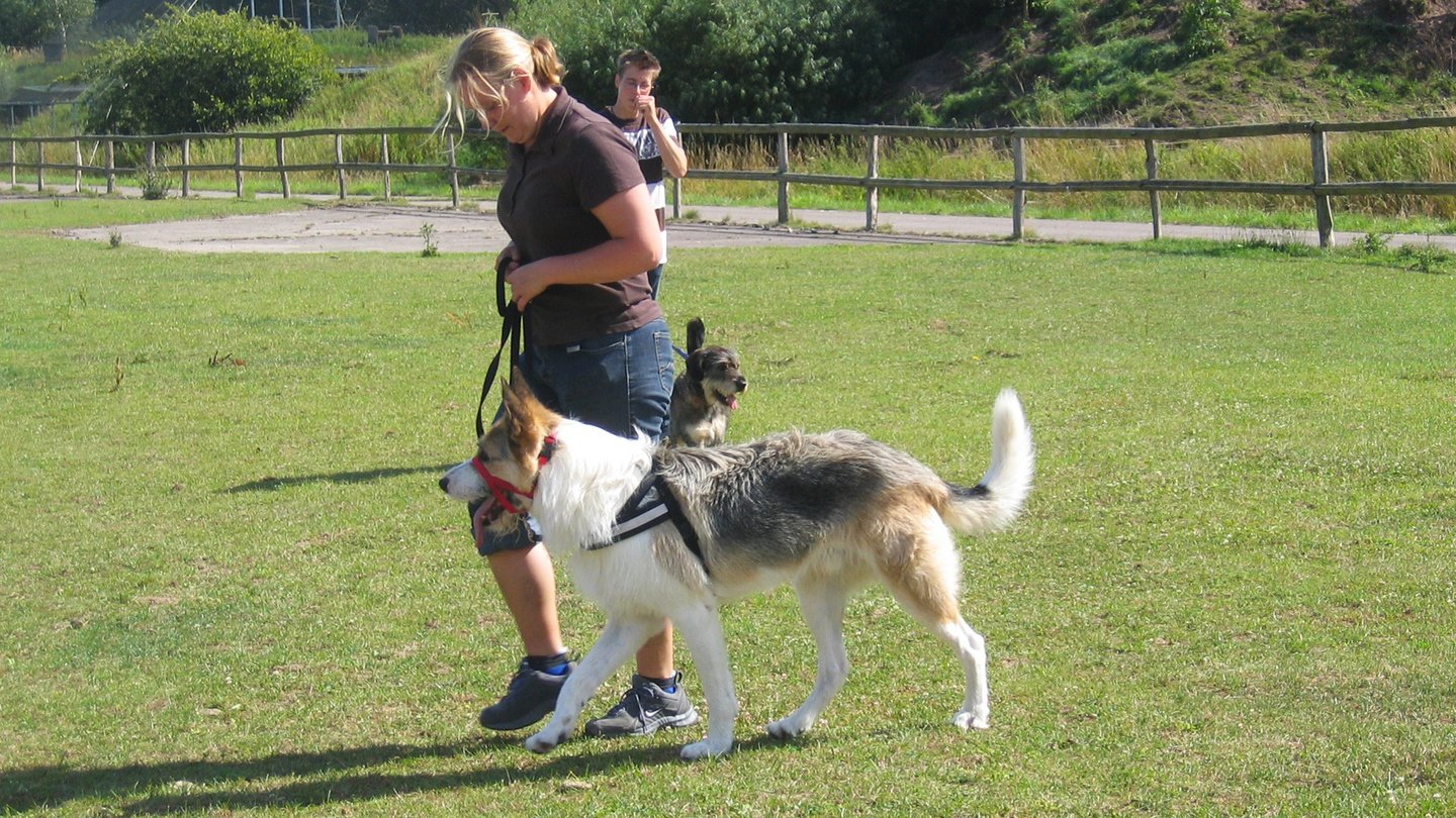 Tierpflegerin trainiert mit einem Hund