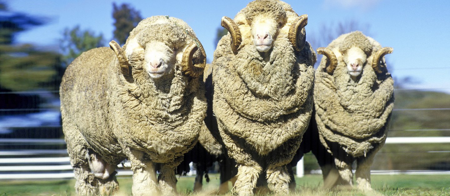 Drei Merinoschafe nebeneinander auf einer Wiese