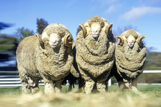 Drei Merinoschafe nebeneinander auf einer Wiese
