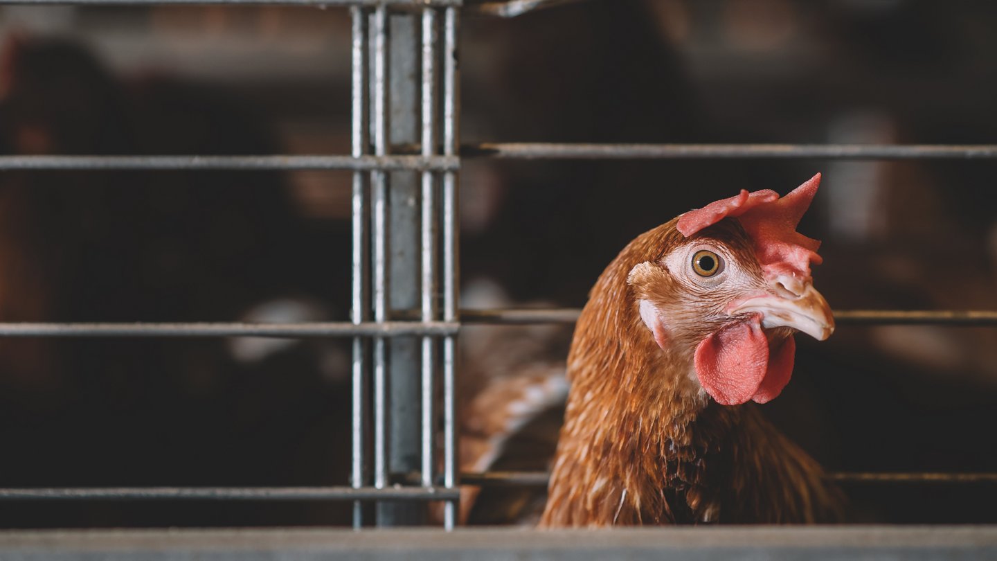 Ein in Massentierhaltung lebendes Huhn schaut durch die Gitter eines Käfigs