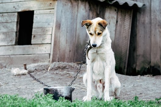 Ein abgemagerter Hund sitzt angekettet vor einer Hundehütte als Symbol für Tierquälerei