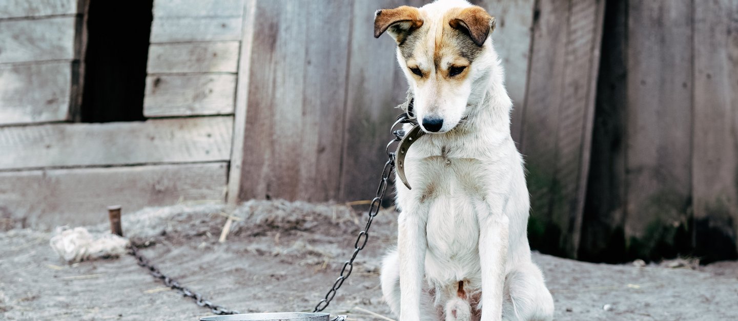 Ein abgemagerter Hund sitzt angekettet vor einer Hundehütte als Symbol für Tierquälerei