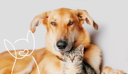 KeyVisual von FINDEFIX mit Hund, Katze und Findi