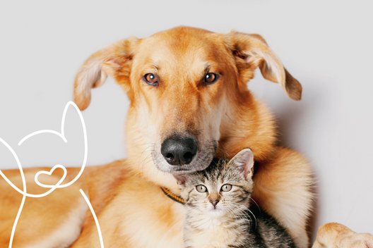 KeyVisual von FINDEFIX mit Hund, Katze und Findi