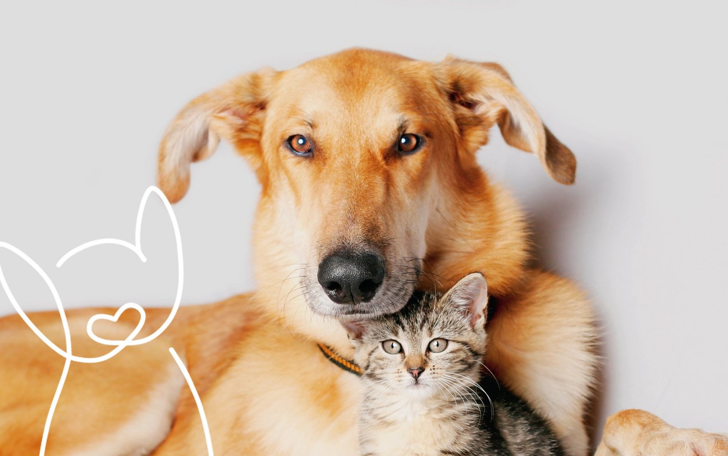 KeyVisual von FINDEFIX mit Hund, Katze und Findi