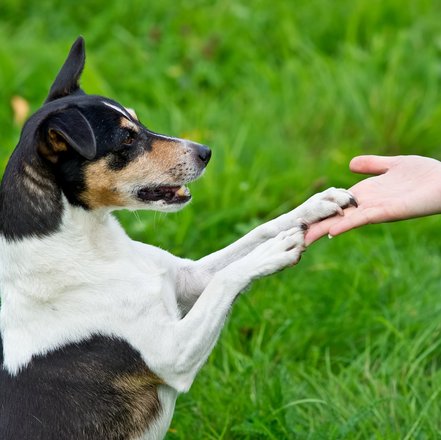 Jack Russel Terrier legt seine beide Pfoten auf eine Hand