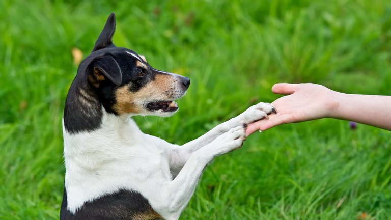 Jack Russel Terrier legt seine beide Pfoten auf eine Hand