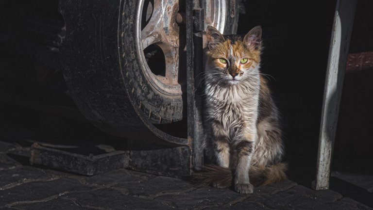 Dreckige, neben einem Autoreifen sitzende Straßenkatze