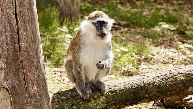Grüne Meerkatze Lee sitzt auf einem Baumstamm in seinem Gehege und schaut in die Kamera.