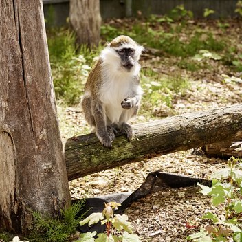 Grüne Meerkatze Lee sitzt auf einem Baumstamm in seinem Gehege und schaut in die Kamera.