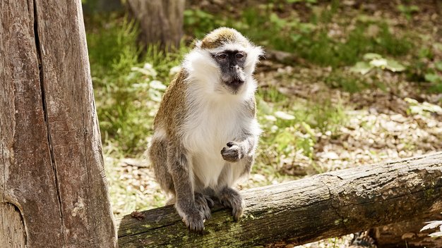 Grüne Meerkatze Lee sitzt auf einem Baumstamm in seinem Gehege und schaut in die Kamera.